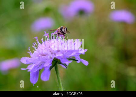Hoverfly (Syrphidae) su campo di fiori selvatici viola Scabious (Knautia arvensis), nel mese di agosto, fine estate, Regno Unito Foto Stock