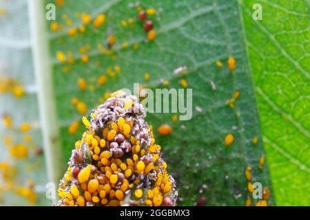 Punteggi di afidi su una pianta di Milkweed Foto Stock