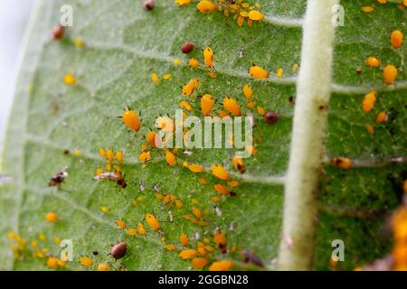 Punteggi di afidi su una pianta di Milkweed Foto Stock