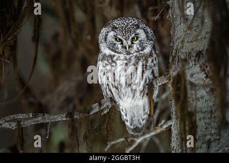 Aegolius funereus Foto Stock