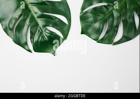 foglie tropicali di monstera pianta su sfondo bianco Foto Stock