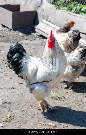 un gallo circondato da polli nel cortile Foto Stock