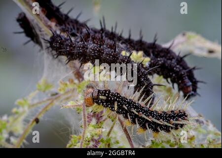Bruco della farfalla di pavone, Inachis io, con la pelle di nuovo capannone Foto Stock