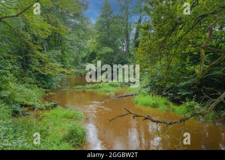 Un piccolo fiume di pianura che scorre attraverso una foresta coperta di fitti. Dopo la pioggia, l'acqua nel fiume ha un colore marrone. Vista dal dr Foto Stock