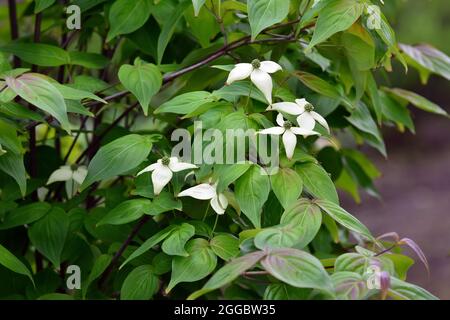 kousa, kousa dogwood, Asiatischer Blüten-Hartriegel, Cornus kousa, csillagsom, Asia Foto Stock