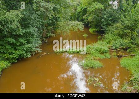 Un piccolo fiume di pianura che scorre attraverso una foresta coperta di fitti. Dopo la pioggia, l'acqua nel fiume ha un colore marrone. Vista dal dr Foto Stock