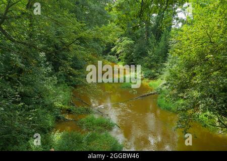 Un piccolo fiume di pianura che scorre attraverso una foresta coperta di fitti. Dopo la pioggia, l'acqua nel fiume ha un colore marrone. Vista dal dr Foto Stock