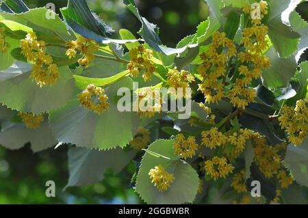 Tiglio d'argento, tiglio d'argento, Silber-Linde, Tilia tomentosa, Tilia argentea, ezüst hárs, Ungheria, Magyarország, Europa Foto Stock