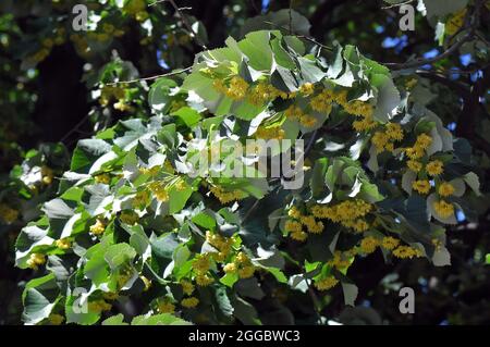 Tiglio d'argento, tiglio d'argento, Silber-Linde, Tilia tomentosa, Tilia argentea, ezüst hárs, Ungheria, Magyarország, Europa Foto Stock