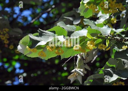 Tiglio d'argento, tiglio d'argento, Silber-Linde, Tilia tomentosa, Tilia argentea, ezüst hárs, Ungheria, Magyarország, Europa Foto Stock