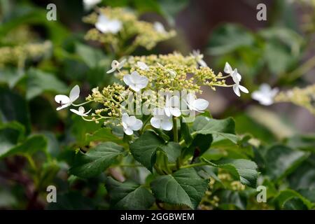 Arrampicata hydrangea, Kletterhortensie, Hydrangea anomala subsp. Petiolaris, kúszó hortenzia, Ungheria, Magyarország, Europa Foto Stock