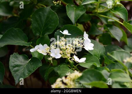 Arrampicata hydrangea, Kletterhortensie, Hydrangea anomala subsp. Petiolaris, kúszó hortenzia, Ungheria, Magyarország, Europa Foto Stock