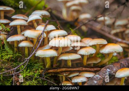 Famiglia di funghi bianchi arancioni non commestibili falso miele che crescono da un abeto caduto coperto di muschio in una foresta lettone leggera Foto Stock