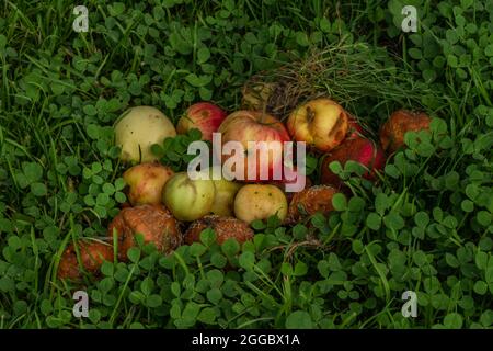 Marciume mele in erba verde in estate caldo giorno Foto Stock