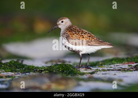 Un Dunlin adulto (Calidris alpina) in piombatura di allevamento su una spiaggia sull'isola Ebridea esterna di Nord Uist, Scozia Foto Stock