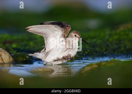 Un Dunlin adulto (Calidris alpina) in piombatura di allevamento su una spiaggia sull'isola Ebridea esterna di Nord Uist, Scozia Foto Stock