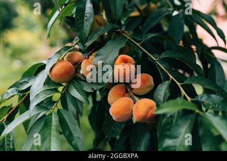 Foto ravvicinata delle pesche mature sul pesco o nel frutteto biologico o nel giardino di casa in estate prima di essere prelevato, dolce, delizioso, gustoso Foto Stock