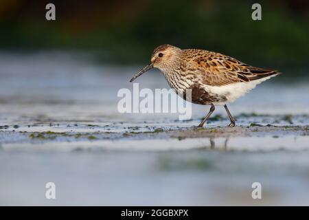 Un Dunlin adulto (Calidris alpina) in piombatura di allevamento su una spiaggia sull'isola Ebridea esterna di Nord Uist, Scozia Foto Stock