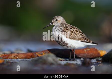 Un Dunlin adulto (Calidris alpina) in piombatura di allevamento su una spiaggia sull'isola Ebridea esterna di Nord Uist, Scozia Foto Stock