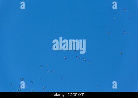 Migrazione di gru comuni da svernamento. Uccelli che volano nel cielo blu il giorno della primavera. Foto Stock