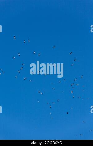 Migrazione di gru comuni da svernamento. Uccelli che volano nel cielo blu il giorno della primavera. Foto Stock