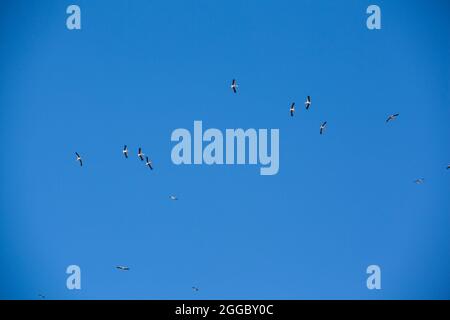 Migrazione di gru comuni da svernamento. Uccelli che volano nel cielo blu il giorno della primavera. Foto Stock