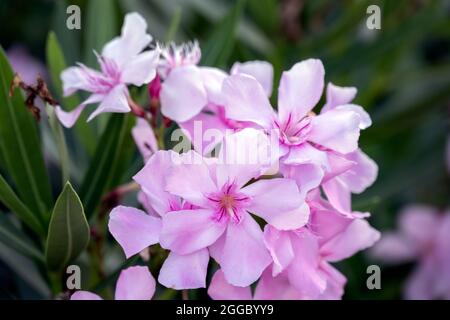 Grappolo di fiori di un oleandro di Nerium rosa chiaro Foto Stock