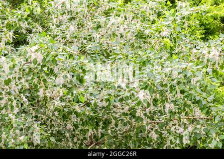 Il PIOPPO lanugine nel ramoscello tra foglie verdi Foto Stock