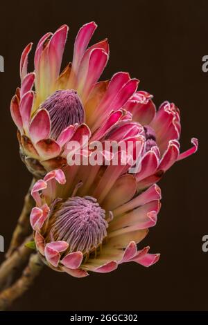 Tre fiori di Protea rosa esotici, che sono una grande risorsa per i fioristi Foto Stock