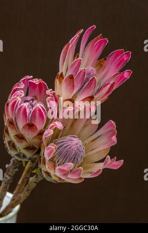 Tre fiori di Protea rosa esotici, che sono una grande risorsa per i fioristi Foto Stock