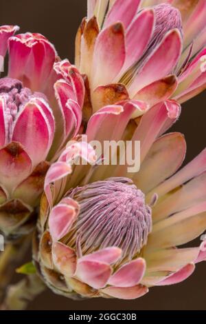 Tre fiori di Protea rosa esotici, che sono una grande risorsa per i fioristi Foto Stock