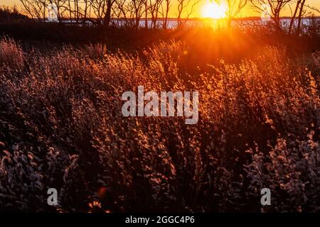 Erba di piccolo bluestem Foto Stock