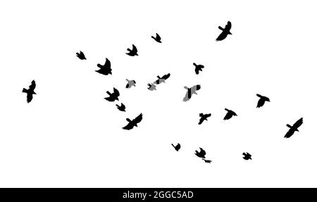 Un gregge di uccelli volanti. Un grande gregge di corvi volanti. Illustrazione vettoriale Illustrazione Vettoriale