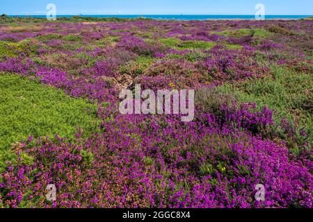 erica viola e Mare del Nord blu. Dunwich Heath, Dunwich, Suffolk, East Anglia, Regno Unito. Foto Stock