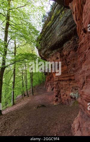 Rockformation di Altschlossfelsen di arenaria rossa nella foresta vicino a Eppenbrunn, Germania Foto Stock