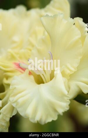 Estrema close-up dell'infiorescenza gladiolosa con fistils e timens in dettaglio e molto vicino. Foto Stock