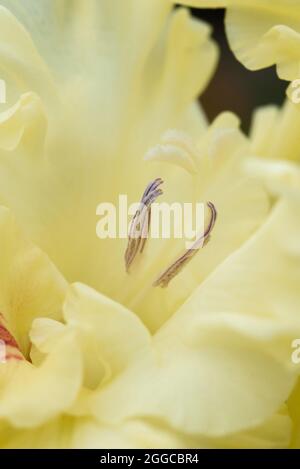 Estrema close-up dell'infiorescenza gladiolosa con fistils e timens in dettaglio e molto vicino. Foto Stock