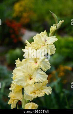 Estrema close-up dell'infiorescenza gladiolosa con fistils e timens in dettaglio e molto vicino. Foto Stock