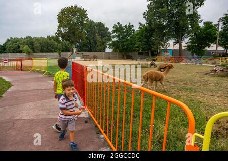 KOSCIAN, POLONIA - 01 ago 2021: I due ragazzi maschi che guardano l'alpaca dietro una barriera di metallo nel parco ricreativo Nenufar Club di Koschian, Polonia Foto Stock