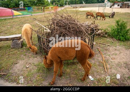 KOSCIAN, POLONIA - 01 ago 2021: L'alpaca marrone che pascola dietro una recinzione nel parco divertimenti Nenufar Club di Koschian, Polonia Foto Stock