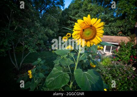 STATI UNITI - 08-19-21: Il girasole gigante americano può crescere fino a 14 piedi di altezza, quindi “gigante” può essere un understatement. Questa specie è una delle ta Foto Stock