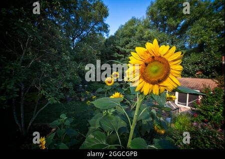 STATI UNITI - 08-19-21: Il girasole gigante americano può crescere fino a 14 piedi di altezza, quindi “gigante” può essere un understatement. Questa specie è una delle ta Foto Stock