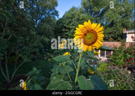 STATI UNITI - 08-19-21: Il girasole gigante americano può crescere fino a 14 piedi di altezza, quindi “gigante” può essere un understatement. Questa specie è una delle ta Foto Stock