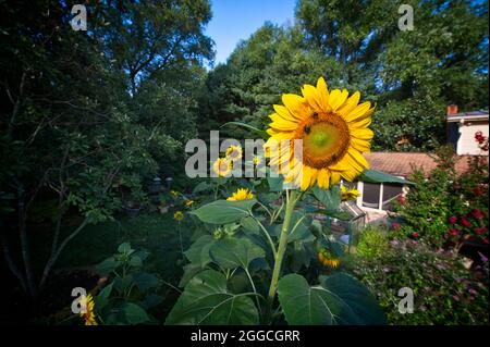 STATI UNITI - 08-19-21: Il girasole gigante americano può crescere fino a 14 piedi di altezza, quindi “gigante” può essere un understatement. Questa specie è una delle ta Foto Stock