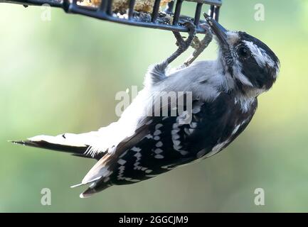 Il picchio giù pende sotto un alimentatore di sueto Foto Stock