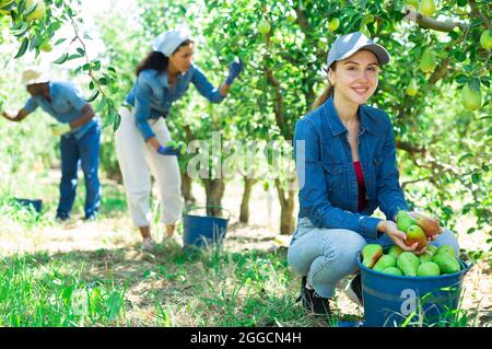 Giovane donna di successo giardiniere mostrando pere raccolte in frutteto Foto Stock