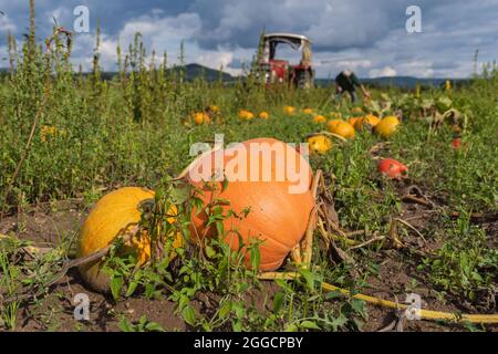 Altendorf, Germania. 30 ago 2021. Le zucche si trovano in un campo agricolo. Il raccolto di zucca quest'anno potrebbe essere ancora migliore di quello dell'anno scorso. (A dpa 'Pumpkin raccolto in arrivo - più acreage in Baviera') Credit: Nicolas Armer/dpa/Alamy Live News Foto Stock