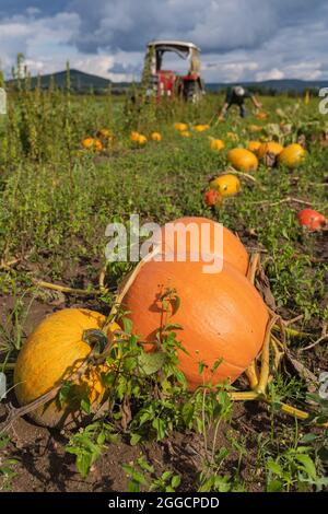 Altendorf, Germania. 30 ago 2021. Le zucche si trovano in un campo agricolo. Il raccolto di zucca quest'anno potrebbe essere ancora migliore di quello dell'anno scorso. (A dpa 'Pumpkin raccolto in arrivo - più acreage in Baviera') Credit: Nicolas Armer/dpa/Alamy Live News Foto Stock