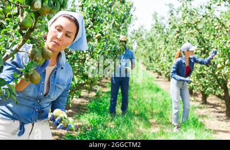 Concentrate kazakh femmina contadino mandrini di pere da un albero Foto Stock