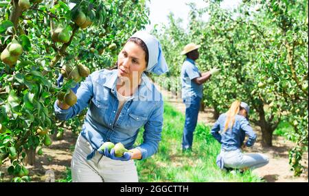 Concentrate kazakh femmina contadino mandrini di pere da un albero Foto Stock